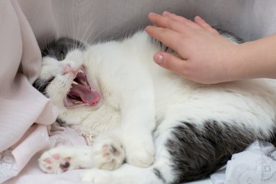 Hysterics at 'Salty' Cat Who Won't Accept Owner's New Girlfriend