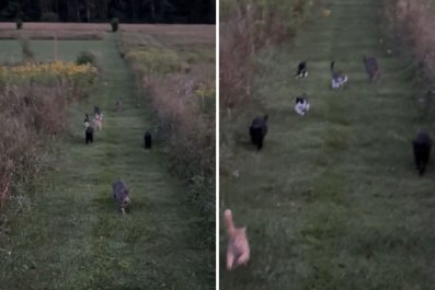 Internet Asks 'Is This Heaven' as Woman Shares Evening Walk With 9 Cats