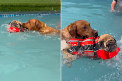 Labrador Thinks Pug in Life Jacket Is Drowning in Pool, Jumps Into Action