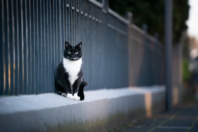 Heartbreak as Man Sees His Cat, Who Died a Year Ago, on Google Street View