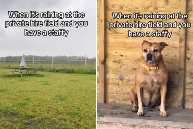 Woman Hires Out Field for Dog To Run Freely, but Plan Backfires Hilariously