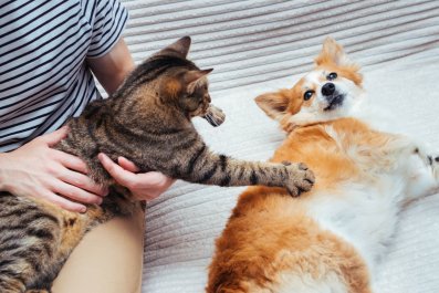 Woman Thought Her Cat Would Hate Dad's Puppy, Unprepared for 1st Encounter