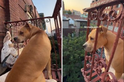 Dog Who Loves People Watching From the Fire Escape Most New York Thing Ever