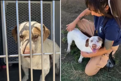 'Scared' Shelter Dog Facing Euthanasia Transforms After Finally Being Loved