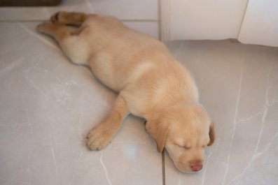 Hearts Melt as Owner Makes Sure Puppy Sleeps 'at All Costs'