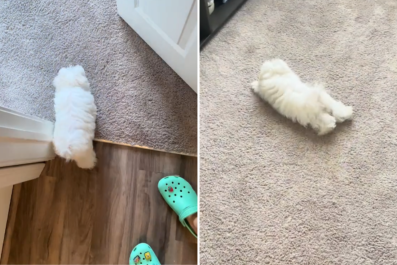 Watch Puppy's Response to Carpet for the First Time: 'Cutest Reaction Ever'