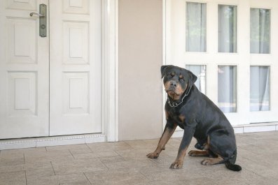 'Sad Puppy-Eyed' Dog Refusing To Go on Walk Without Mom Delights Internet