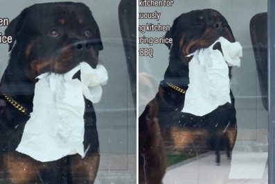 Dog Banned From Family BBQ Looks on With 'Evidence' Still in His Mouth