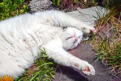 Laughter as Mama Cat 'Crashed Out' After Putting Her Six Kittens to Sleep