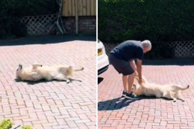 'Stubborn' Golden Retriever Refuses to Comply Until Owner Gives a Treat