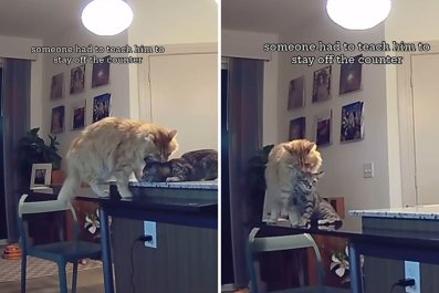 Pet Cam Films Cat Throwing Kitten off Kitchen Counter 'The Lion King'âStyle