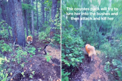 Chills as Man Surrounded by Coyote Pack Trying To 'Lure' Dog to Her Death