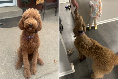 Husband Convinces Wife He Can Groom GoldendoodleâResult Backfires Miserably