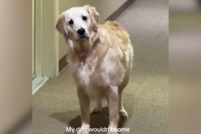 Golden Retriever Has Saddest Face After Getting Locked Out for '10 Seconds'