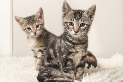 Moment Owner Surprises Rescued Kitten by Adopting His Brother