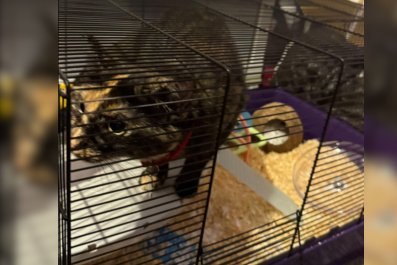 Owner Pulls Hamster Out to Clean CageâCat Quickly Claims New Territory