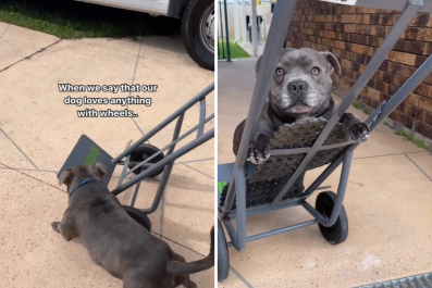 Dog Who 'Loves Anything With Wheels' Obsessed With Trolley in Viral Video