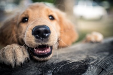 Owners Bring Home 'Calmest' Puppy of the Litter, Realize They Were Tricked