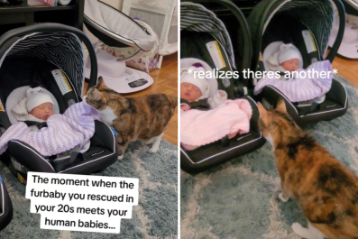 Moment Cat Gives Approval to Owner's Newborns Melts Hearts