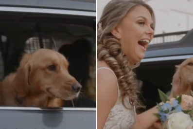 Clip of Golden Retriever at Wedding Takes On New Significance After Tragedy