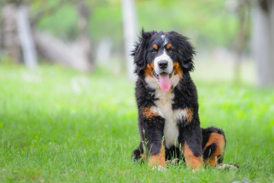 Horse and Bernese Puppy Fall in Love in 'Illegally Adorable' Video