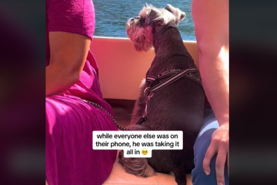 Watch Deaf and Senior Dog 'Taking In the Scenery' While on Boat Trip