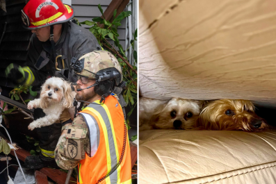 Moment Two Dogs Rescued From House Destroyed in Deadly Alaska Landslide