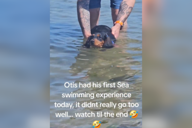 Dachshund Swims in the Sea for the First TimeâThings Do Not Go to Plan