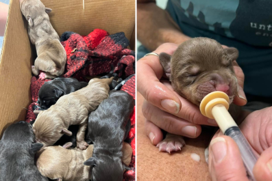 Heartbreak As 9 'Neonatal' Puppies Tossed Out of Car in Bag Like Garbage