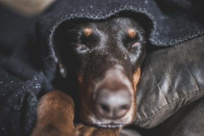 Dog in Pajamas Getting Stuck Inside Blanket Goes Viral: 'Accepted His Fate'