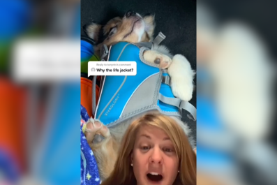 Hysterics as Woman Suddenly Realizes Why Her Dog Hasn't Moved for Hours