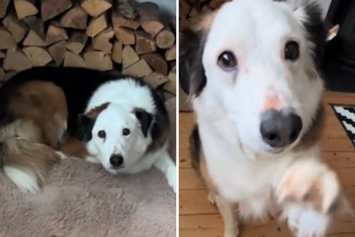 Watch Dog Beg for Forgiveness in the Most Adorable Way After 'Snaccident'