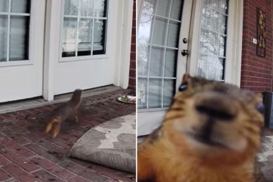 Laughter at What 'Petty' Squirrel Does To Ring Doorbell Camera in Its Way