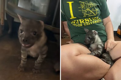 Internet Reeling as Woman 'Adopts Puppy From Craigslist,' but It's a Hyena