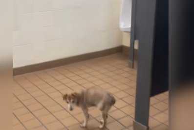 Teacher Brings Blind, Deaf Dog to ClassroomâEnds Up Getting Lost in School