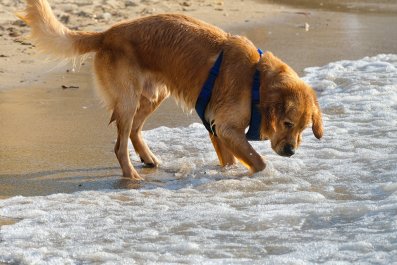 Hearts Melt as Dog Shares Treasures He Finds With Owner on Beach Day