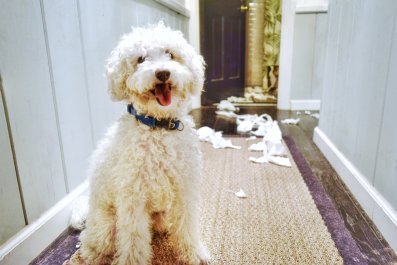 Dog Being Told Off After Trashing Living Room Has Internet in Stitches