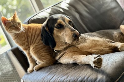 Cat's 'Full-Time Job' as a Masseuse for Dog Sibling Melts Hearts