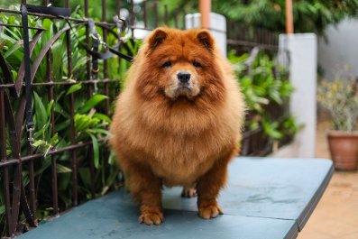 Laughter as Dog Is 'Absolutely Outraged' by Neighbor's New Addition to Yard