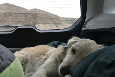 Hearts Melt as 'Exhausted' Rescue Dog Doesn't Even Realize She's Home