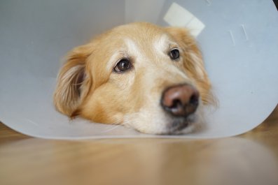 Golden Retriever In 'Cone Of Shame' Being Mocked By Dog Brother Goes Viral