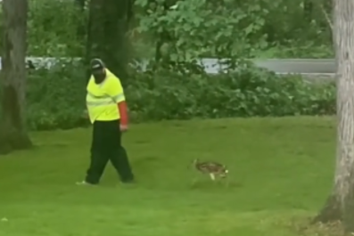 Hearts Melt as Man Helps 'Crying Baby' Fawn Find Its Mom After Getting Lost