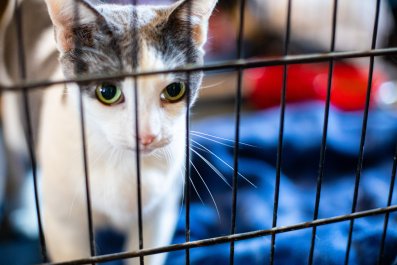 Cat Refuses To Let Go of Shelter Visitor in Heartbreaking Viral Video