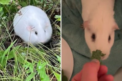 Couple Find 'Sweet Little Marshmallow' Abandoned on HikeâGive Him New Life