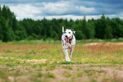 Dalmatian Puppy With Heart-Shaped Heterochromia Eyes Wins the Internet