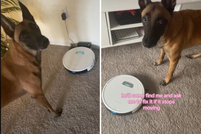 Dog Appoints Himself 'Manager' of Cleaning After Owner Buys Robot Vacuum