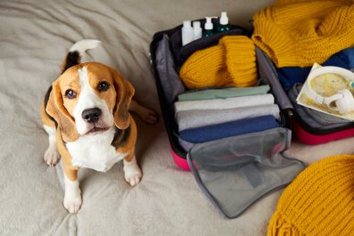 Internet Obsessed With How Dog Prepares for Flightâ'Vacation Mode Unlocked'