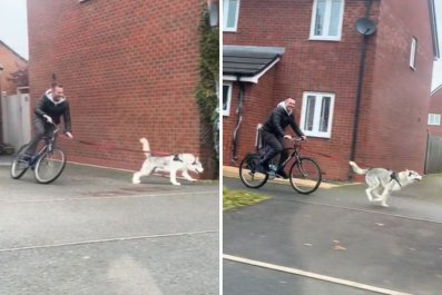 Watch Instincts Take Over As Husky Pulls Owner 'Full Steam Ahead' on Bike