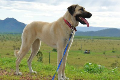 Guard Dogs Go From Sleeping to 'Instant Combat Mode' at Sound of Predator