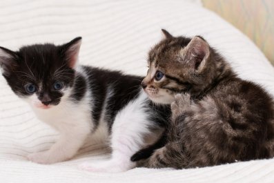 Moment Kitten Reunites With Sister After Owner Goes Back To Adopt Sibling